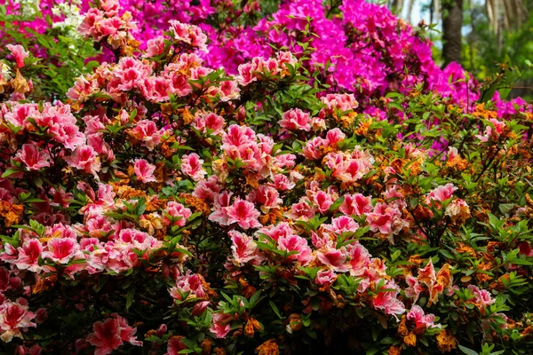 Hermoso Rododendro Rosa Floreciente Jardín — Foto de Stock