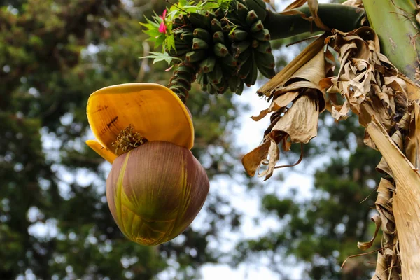 Banana flower and small green bananas growing on a tree