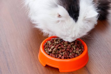 Tüylü şirin kedi kediler için Kuru gıda turuncu kase yiyor.