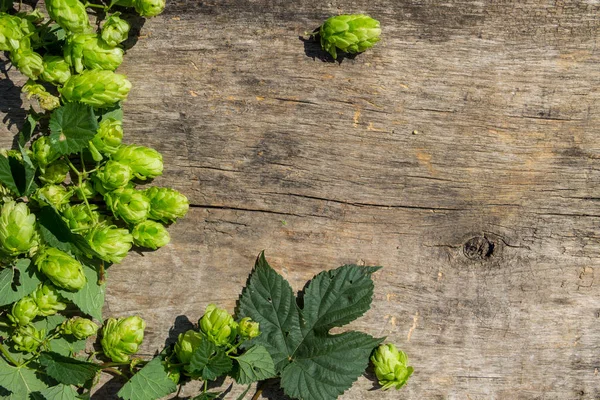 Hop Cones Rustic Wooden Background Ingredient Beer Production Top View — Stock Photo, Image