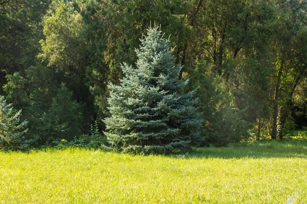 Vue Sur Jardin Dendrologique Célèbre Réserve Ukrainienne Askania Nova Membre — Photo