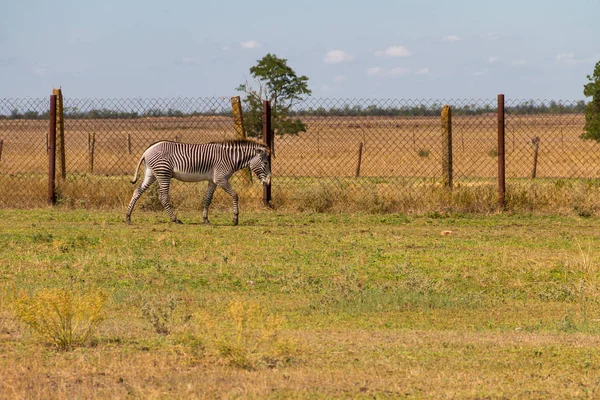 Cebra Las Llanuras Equus Quagga Anteriormente Equus Burchellii También Conocida — Foto de Stock