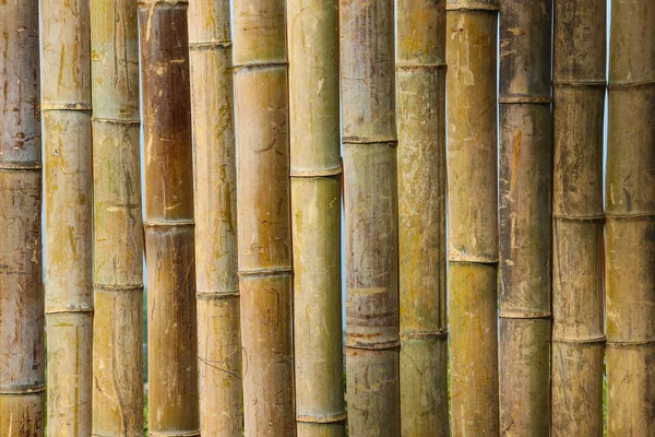 Bambu Doku Arka Plan Bambu Çit Veya Duvar Yakın Çekim — Stok fotoğraf