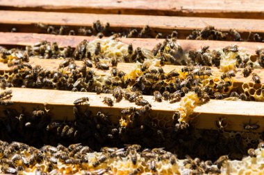 Arıları bir kovan petek karesinde