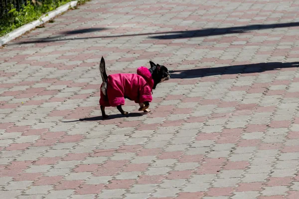 Μαύρο Τσιουάουα Ντυμένος Ένα Ενδύματα Σκυλιών Στο Πάρκο — Φωτογραφία Αρχείου