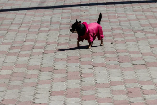 Черная Чихуахуа Собачьей Одежде Парке — стоковое фото
