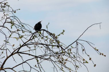 Ağaç dalı üzerinde ortak starling (Sturnus vulgaris)