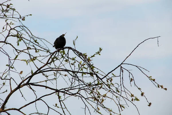 Обыкновенный Скворец Sturnus Vulgaris Ветке Дерева — стоковое фото