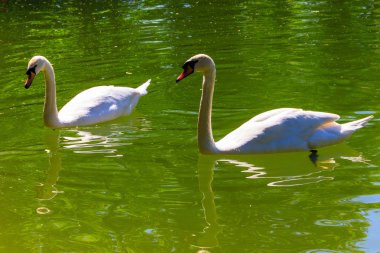 Beyaz kuğular gölde yüzmeye çifti