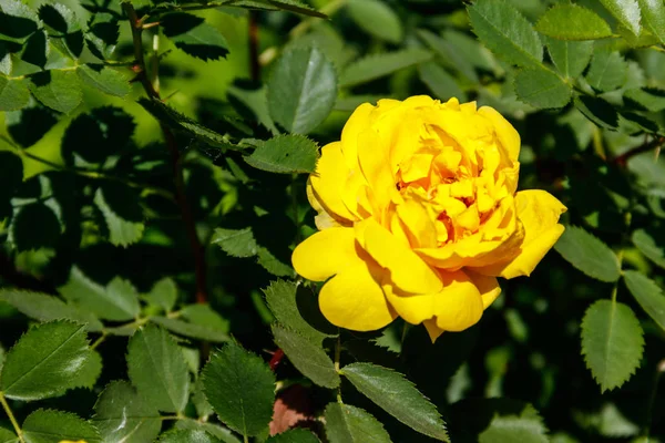 Belo Arbusto Rosas Amarelas Jardim — Fotografia de Stock