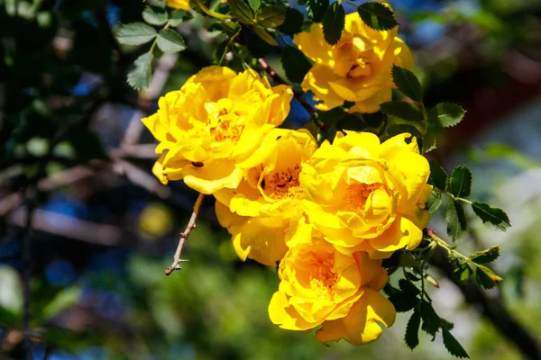 Schöner Strauch Gelber Rosen Garten — Stockfoto