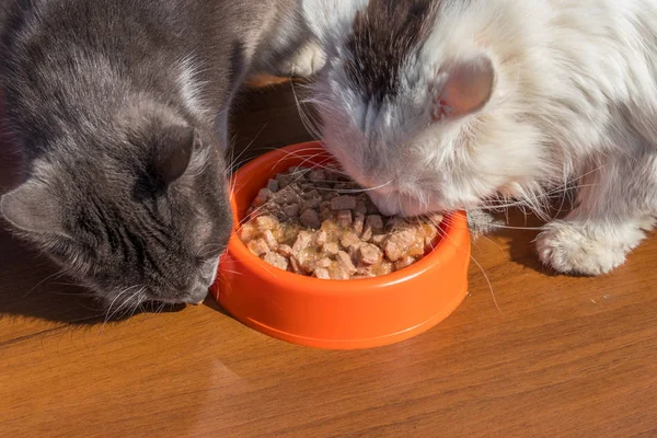 Cute cats eating their food from orange plastic bowl on wooden floor