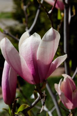 Ağaç dalı yakın çekim Pembe Manolya çiçek. Bahar çiçek