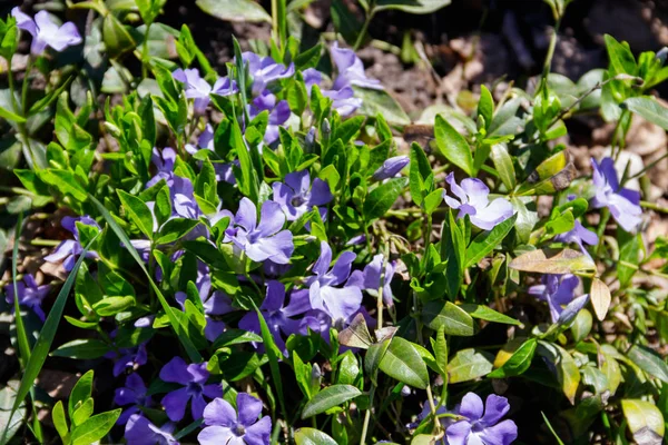 Mavi Deniz Salyangozu Vinca Minor Flowerbed Üzerinde — Stok fotoğraf