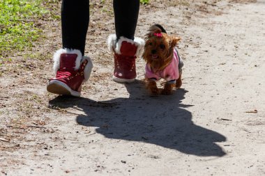 Yorkshire korkunç bir parkta köpek elbise giymiş