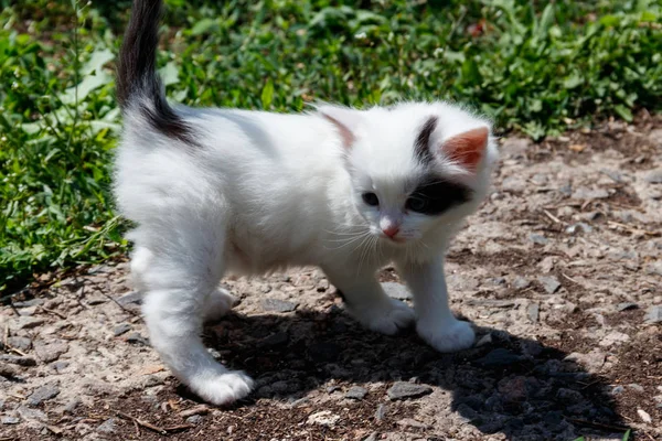 緑の草に小さな子猫 — ストック写真