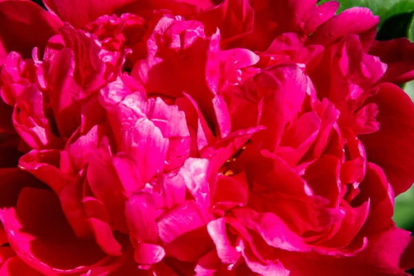 Primer Plano Hermosa Flor Peonía Rosa —  Fotos de Stock