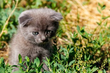 Yeşil çimenlerin üzerinde gri İskoç Fold yavru kedi