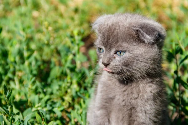 緑の芝生の上の灰色スコティッシュフォールド子猫 — ストック写真