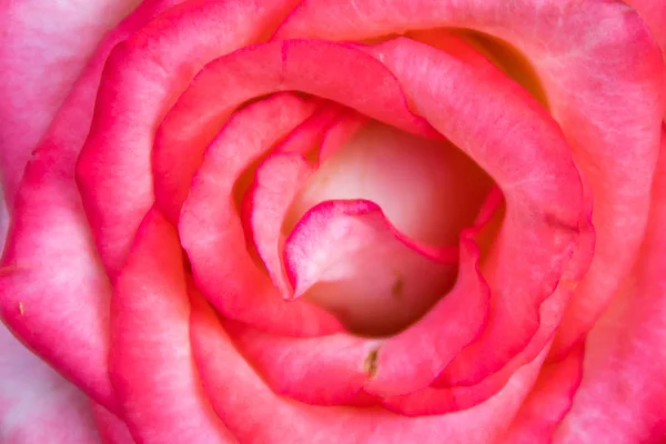 Close Beautiful Pink Rose — Stock Photo, Image