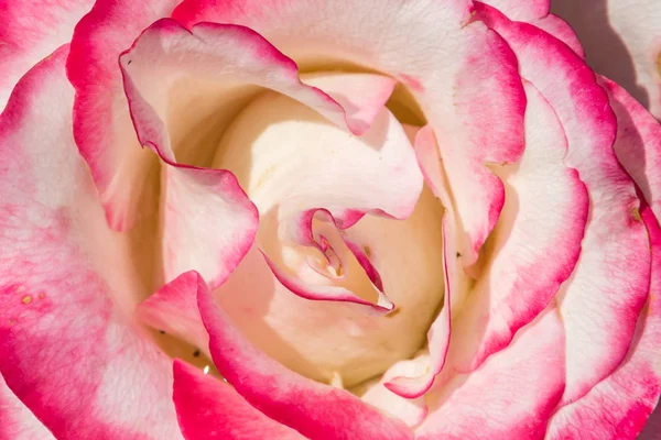 Primer Plano Hermosa Rosa Rosa — Foto de Stock