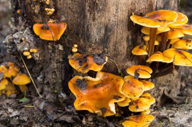 Ormandaki bir kütükte yetişen bal mantarı