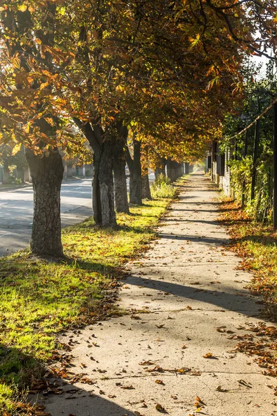 Footpath Chestnut Trees Autumn — Stock Photo, Image