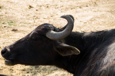 Asya su bufalosu portresi (Bubalus arnee)