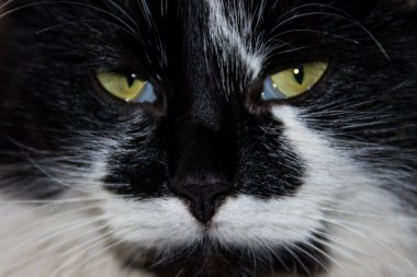 Siyah ve beyaz kabarık kedi yakın çekim portresi