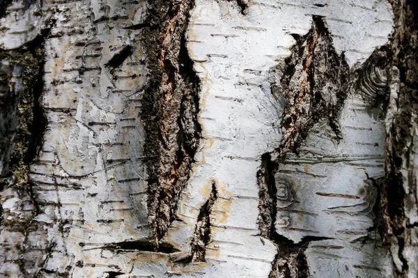桦树树皮的纹理 树皮背景树 — 图库照片