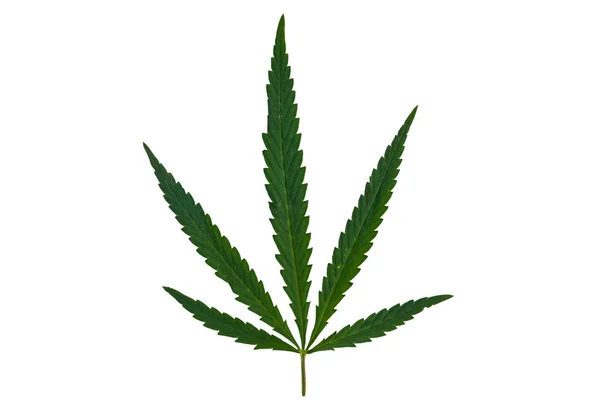 Feuille Cannabis Verte Isolée Sur Fond Blanc — Photo