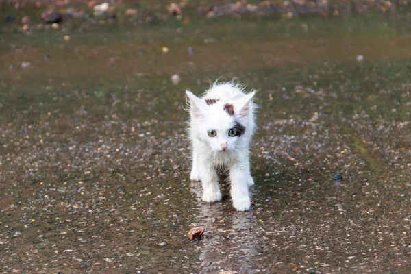 Evsiz üzgün kedi yavrusu bir sokakta bir yağmur sonra ıslak. Evsiz hayvanları koruma kavramı