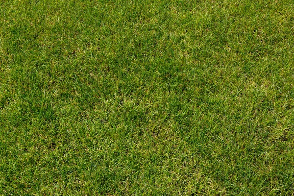 Green Grass Texture Background Stock Picture