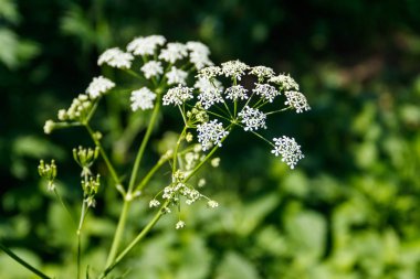 Su baldıranı (Conium maculatum) çiçekleri