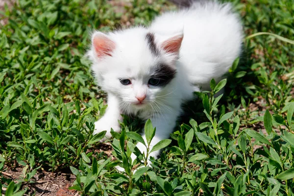 Small Kitten Green Grass — Stock Photo, Image