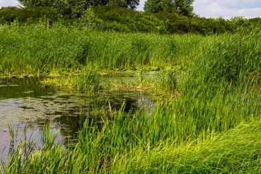 Su bitkileriyle kaplı bataklık nehri.