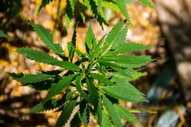 Yeşil kenevir (marihuana) bitki