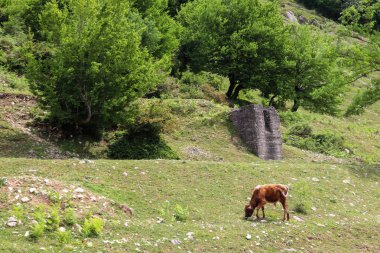 Kafkas Dağları'nda Yeşil Mera üzerinde otlatma inek sürüsü