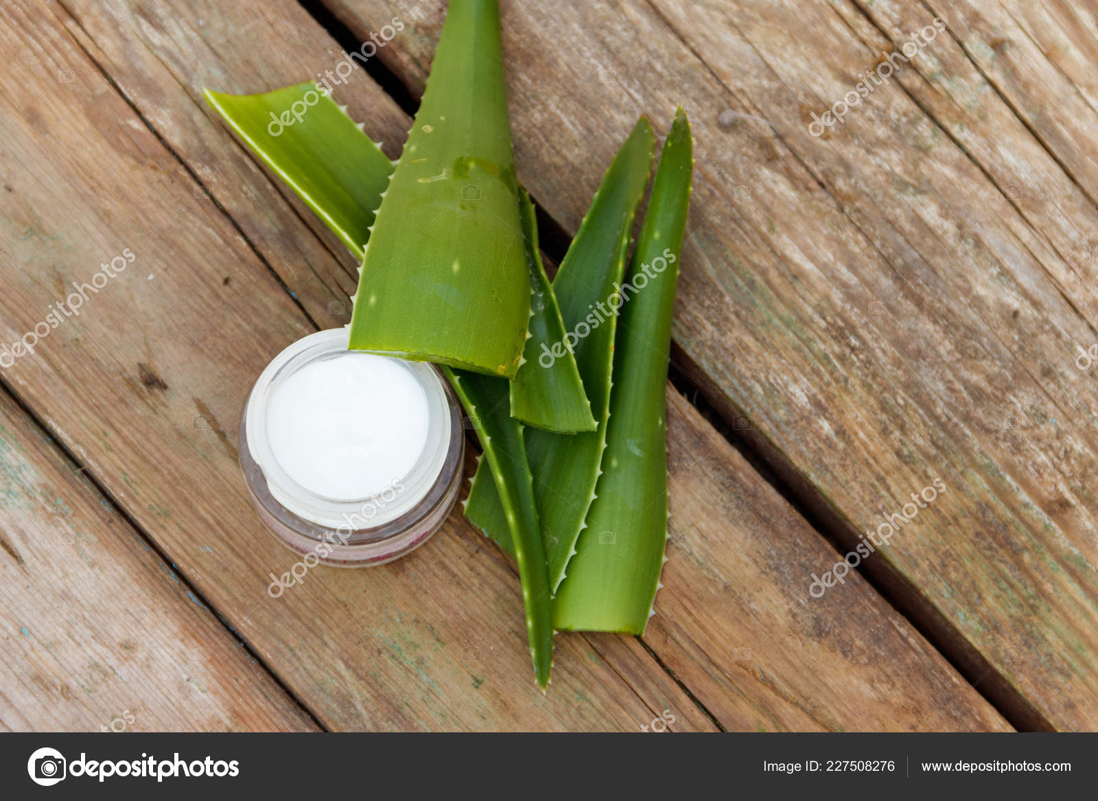 aloe vera plant moisturizer