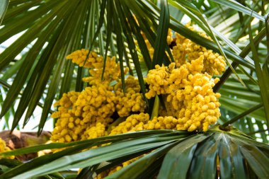 Trachycarpus çiçek açmış. Yel değirmeni palmiye ağacı yakın çekim sarı çiçek