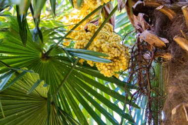 Trachycarpus çiçek açmış. Yel değirmeni palmiye ağacı yakın çekim sarı çiçek