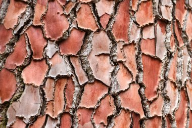 Çam kabuğu için arka plan dokusu