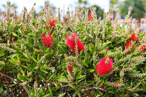 Red Bottlebrush Flowers Callistemon Citrinus — Stock Photo, Image