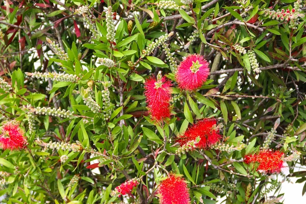 국화과 Callistemon Citrinus — 스톡 사진