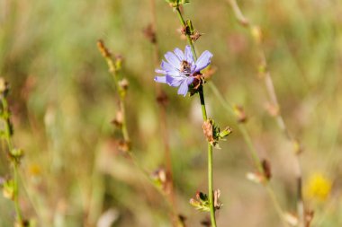 Mavi hindiba (Cichorium intybus) yeşil çayır çiçek