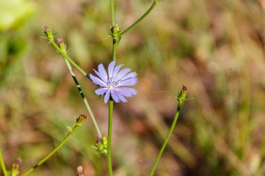 Mavi hindiba (Cichorium intybus) yeşil çayır çiçek
