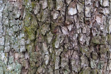 Ağaç kabuğu doku. Ahşap arka plan