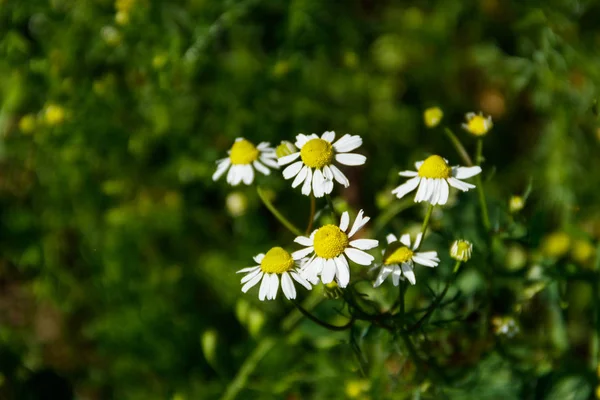 Meadow Officinal Camomile Flowers Matricaria Chamomilla — Stock Photo, Image