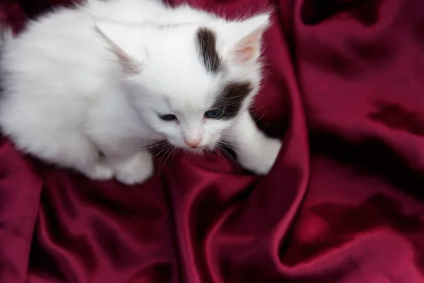 可爱的小猫在紫色缎子布 — 图库照片