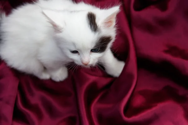 Mignon Petit Chaton Sur Tissu Satiné Violet — Photo